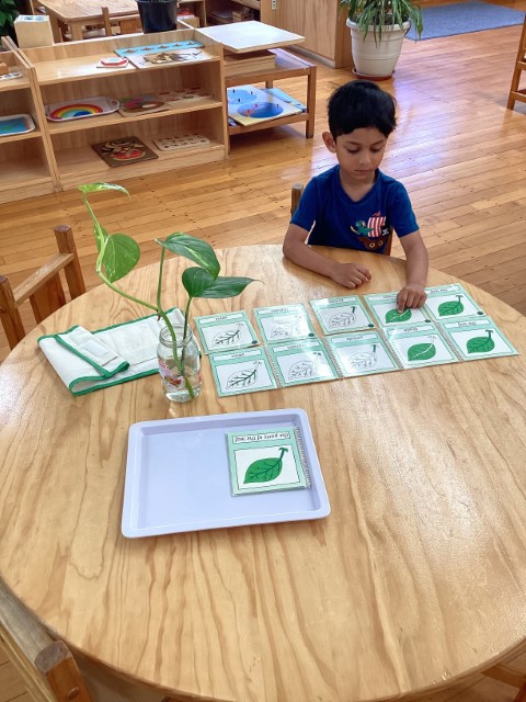 Little Earth Montessori Panmure