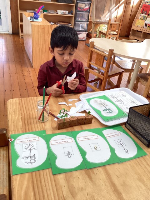 Little Earth Montessori Panmure